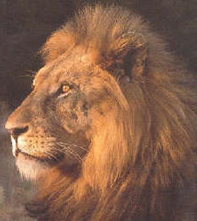 Christ's Household of Faith School lion emblem